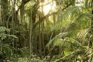 Indonesien, Bali, Heiliger Affenwald - DSGF000925