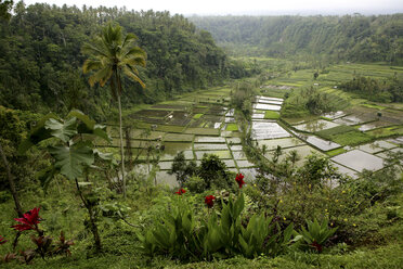 Indonesien, Bali, Landschaft mit Reisfeld und Dschungel - DSGF000932