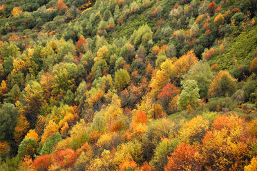 Spain, Asturias, autumnal trees at Natural Park of Fuentes del Narcea, Degana and Ibias - DSGF000938