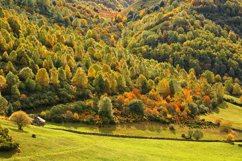 Spain, Asturias, autumnal trees at Natural Park of Fuentes del Narcea, Degana and Ibias stock photo
