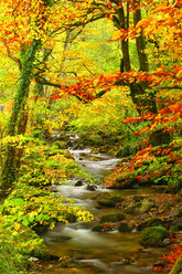 Spanien, Asturien, Hermo im herbstlichen Naturpark von Fuentes del Narcea, Degana und Ibias - DSGF000940