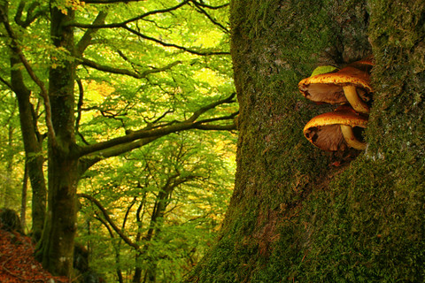 Spanien, Asturien, Pilze an einem Baumstamm im Naturpark von Fuentes del Narcea, Degana und Ibias, lizenzfreies Stockfoto