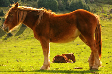 Spanien, Asturien, zwei Pferde im Naturpark Redes - DSGF000952