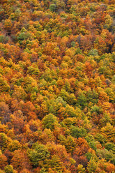 Spanien, Asturien, Herbstliche Bäume im Naturpark Somiedo - DSGF000956