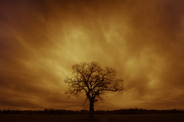 Deutschland, Silhouette eines einzelnen kahlen Baumes bei Sonnenuntergang - FCF000855