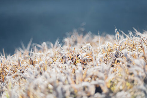 Raureif auf Gras - MJF001744