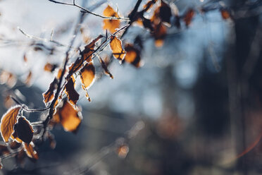 Zweige und frostbedeckte Blätter - MJF001753