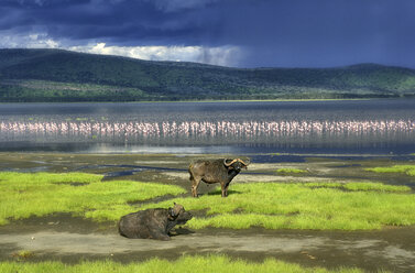 Kenia, Lake Nakuru National Park, zwei Kap-Büffel vor dem Lake Nakuru - DSGF000964