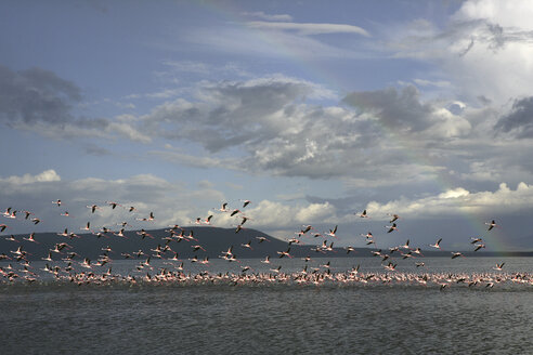 Kenia, Lake Nakuru National Park, Lake Nakuru, fliegende Zwergflamingos - DSGF000965