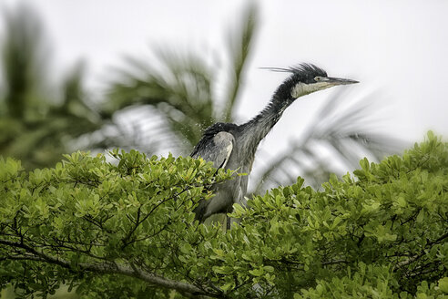 Kenia, Rift-Valley-Provinz, Goliath-Reiher auf einem Baum - DSGF000970