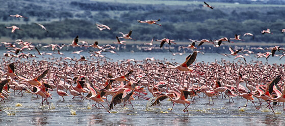 Kenia, Großer Grabenbruch, Nakurusee, Zwergflamingos - DSGF000971