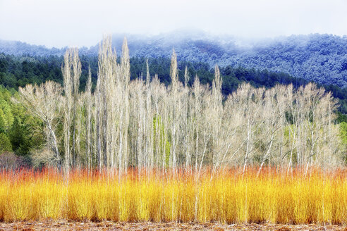 Spanien, Cuenca, Weidenanbau in Canamares im Herbst - DSGF000972