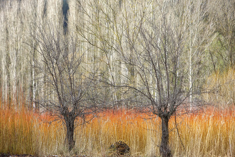 Spanien, Cuenca, Weidenanbau in Canamares im Herbst, lizenzfreies Stockfoto