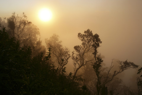 Indonesien, Java, Silhouette von Bäumen im Bromo Tengger Semeru National Park, lizenzfreies Stockfoto