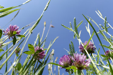 Rotklee auf einer Wiese vor blauem Himmel von unten gesehen - LBF001393