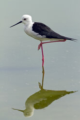 Schwarzflügel-Stelzenläufer, Himantopus himantopus - ZC000375