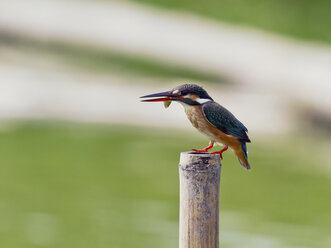 Eisvogel, Alcedo atthis, mit Fisch - ZC000381