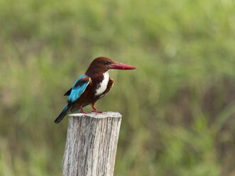 Weißkehl-Eisvogel, Halcyon smyrnensis - ZC000383