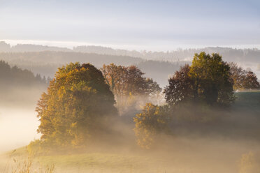 Deutschland, Bayern, Pfaffenwinkel, Aidling, Aidlinger Höhe, Morgennebel am Morgen - SIEF006972