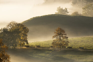 Germany, Bavaria, Pfaffenwinkel, Aidling, Aidlinger Hoehe, cows and morning fog - SIEF006973