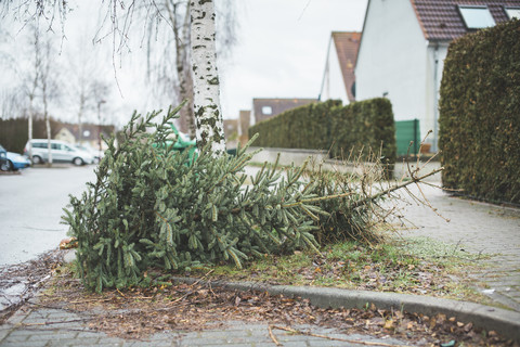 Deutschland, Brandenburg, Weihnachtsbaum wird entsorgt, lizenzfreies Stockfoto