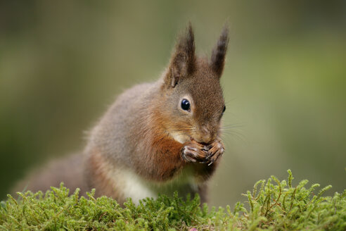 Porträt eines eurasischen roten Eichhörnchens - MJOF001141