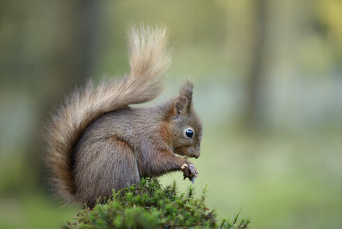 Rotes Eichhörnchen - MJOF001143