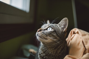 Porträt einer getigerten Katze mit Blick nach oben - RAEF000908