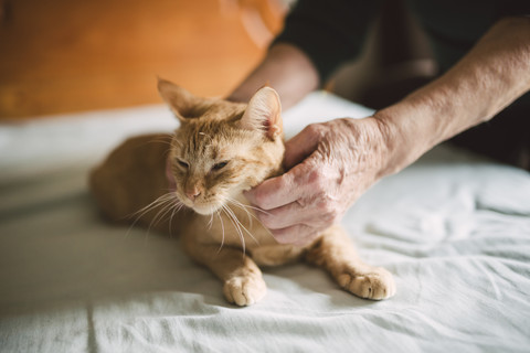Hände einer älteren Frau streicheln eine getigerte Katze, die auf dem Bett liegt, lizenzfreies Stockfoto