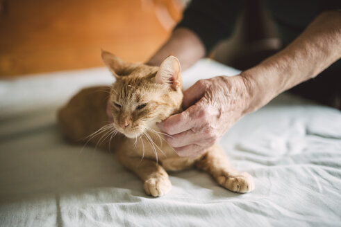 Senior woman's hands stroking tabby cat lying on bed - RAEF000911