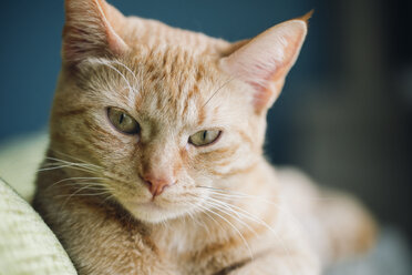 Portrait of tabby cat - RAEF000912