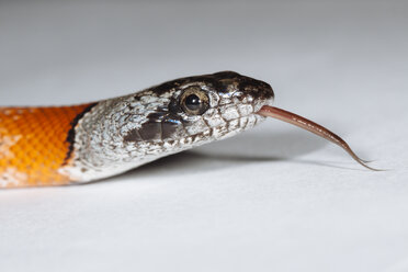 Porträt einer Grauband-Königsschlange, die ihre Zunge herausstreckt - ERLF000143