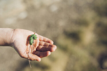 Boy's hand holding caterpillar - MJF001772