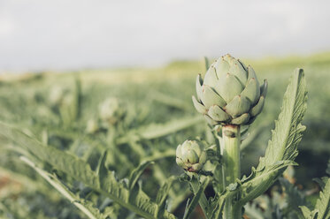 Close-up of an artichoke - MJF001809