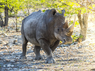 Namibia, Outjo, Ongava Wildreservat, Breitmaulnashorn - AMF004797