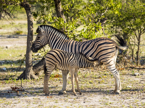 Namibia, Outjo, Ongava Wild Reservat, Burchell's Zebra Mutter mit Fohlen, lizenzfreies Stockfoto