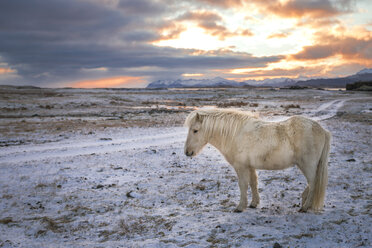 Island, Isländisches Pferd bei Sonnenuntergang - EPF000014