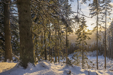 Germany, Harz National Park, forest in winter - PVCF000787