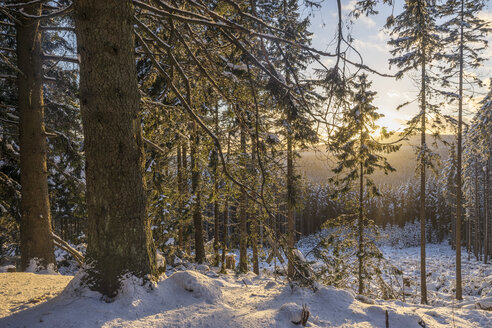 Deutschland, Nationalpark Harz, Wald im Winter - PVCF000787