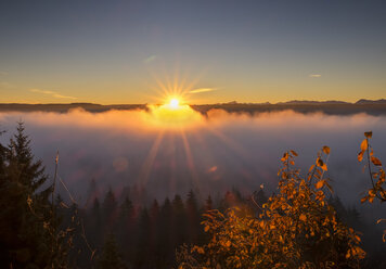 Deutschland, Bayern, Oberbayern, Icking, Isarauen, Pupplinger Au bei Sonnenaufgang - SIEF006977