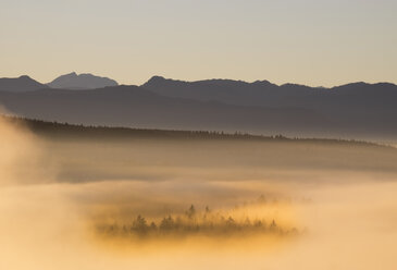 Germany, Bavaria, Upper Bavaria, Isarauen, Pupplinger Au and fog at sunrise - SIEF006978