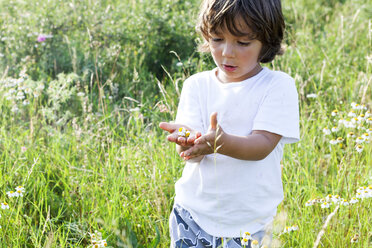 Portrait of little boy standing on a meadow with handful of daisies - VABF000243