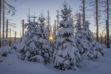 Germany, Lower Saxony, Harz National Park at sunset - PVCF000788