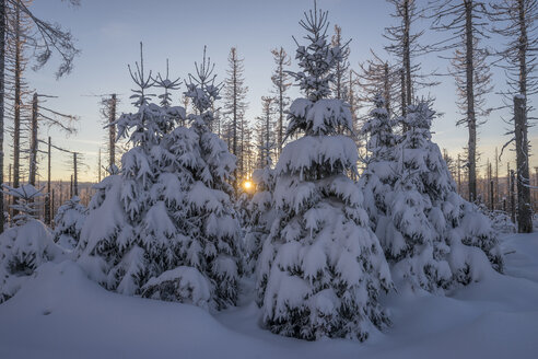 Deutschland, Niedersachsen, Nationalpark Harz bei Sonnenuntergang - PVCF000788