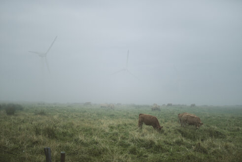 Spanien, grasende Kühe auf einer Wiese an einem nebligen Tag - RAEF000916
