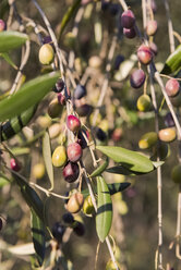 Closeup of fresh olives on tree - CSTF000956