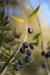 Closeup of fresh olives on tree - CSTF000957