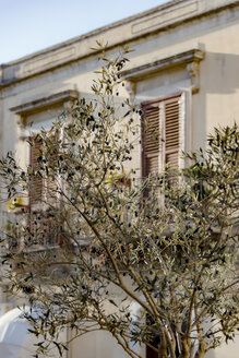 Italy, Sicily, olive tree, house in the background - CSTF000958