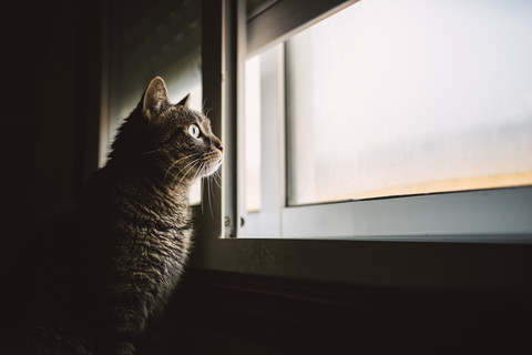 Getigerte Katze schaut durch das Fenster, lizenzfreies Stockfoto