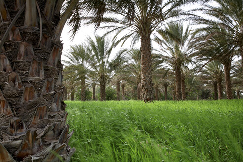 Tunesien, Grand Erg oriental, Palmen und Gras in einer Bergoase am Rande der Sahara - DSGF001026
